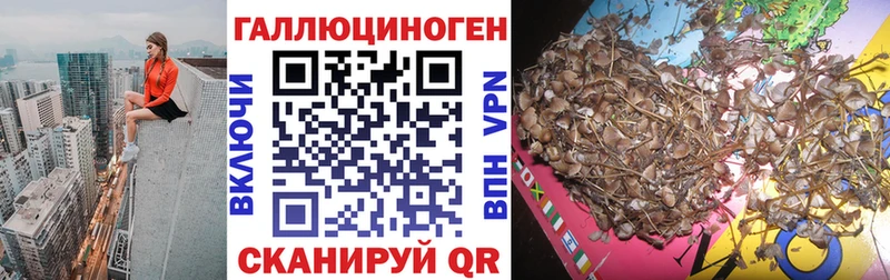 цена   Володарск  Псилоцибиновые грибы GOLDEN TEACHER 